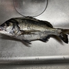 堤防釣りで、釣果は・・・でしたが、新しい楽しみが増えた日になりました！