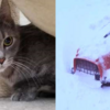 キャリアに閉じ込められたまま、大雪吹き溜まりに埋もれていた猫