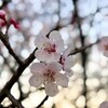 花散らしの雨の前の。