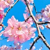 【写真17枚】雨が降る前に栗山公園の桜を見に行きました