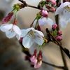 手賀沼遊歩道のソメイヨシノの桜花と葉っぱを食べる？ウグイス