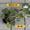 シクラメンが咲きました3