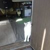 明日から雨だと言うので