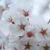 八戸も桜が咲いた