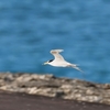 アジサシの若鳥達