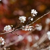 「天徳院」十月桜と紅葉