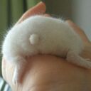 就活生はりこぐまの悶々充実ライフ