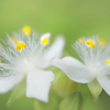 散歩道の花