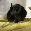 くろごまあん二世 363日目