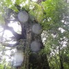 （昔話）屋久島⑧　竜神杉