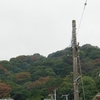 Quercus serrata trees have died　ナラ枯れ