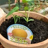 おうち菜園🌱｢ころたん｣に初挑戦💡ナスの植え替えとつるむらさきの栄養補給も