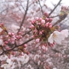 市内桜偵察