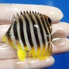 【現物4】シマヤッコ 6.2cm±! 海水魚 生体 15時までのご注文で当日発送【ヤッコ】