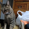 動物病院へ