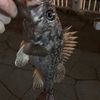 中々の釣果(・ω・)