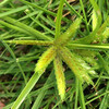 (261) Cyperus compressus