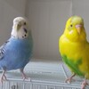 セキセイインコの魅力✨