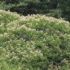 季節の花めぐり　緑陰の散策