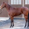 東サラなお馬さん（２歳牡馬）