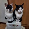 冬になると見られる光景