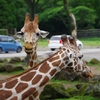 【お出かけ】6年ぶりに富士サファリパークに行ってきました　～草食動物ゾーンへ～