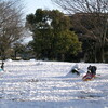 雪の日雑感