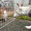 うさぎが朝ごはん中でした