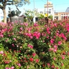 広島県福山市の「ばら公園」に咲いていた薔薇の花（2）