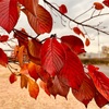東京臨海広域防災公園ランニング〜桜の木やもみじの葉が赤く染まっていました〜