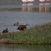 ネズミガシラツクシガモ South African Shelduck