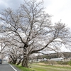 またまた桜、ラジオは成功！