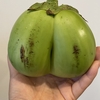 夏野菜