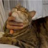 ゴロゴロするあんころもち特集92