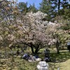 花だより・出水の小川