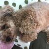 コーヒーを飲むと犬にモテる？
