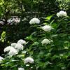 円覚寺の紫陽花