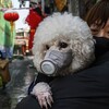  ペットには感染しないはずの新型ウイルス 香港でなぜか犬に陽性反応