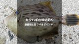 カワハギの堤防釣り：旬の時期とベストポイントを徹底解説！
