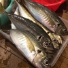 昨日の釣果でーす！