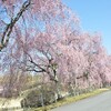 お富士さんと桜の艶姿。