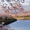 見事！函館五稜郭の桜！