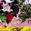 #蔵前神社#桜#ミモザ#椿