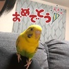 ぼんちゃんハピバ！