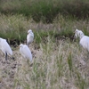 田圃のダイサギ