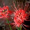 「彼岸花」の花、「仲秋四日」のお月さま。
