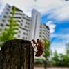 【写真】Lumix S 20-60mm F3.5-5.6 作例その５