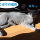 日向とネコ
