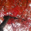 紅葉の臥龍山荘 不老庵　藤雲橋
