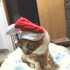 にゃにゃにゃ工務店のクリスマス準備